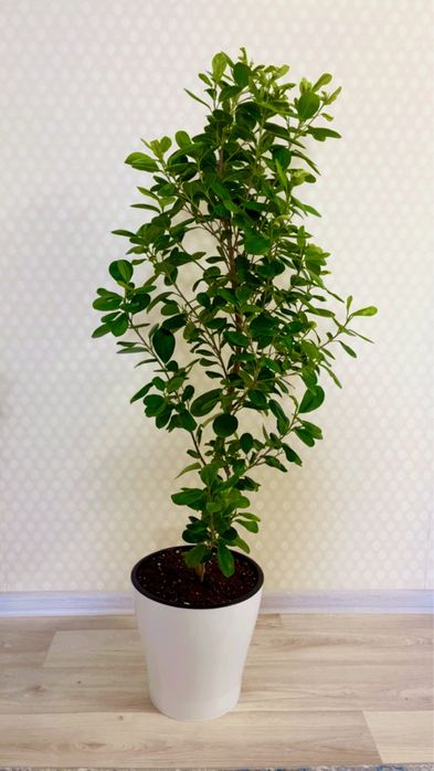 Цветы  гүлдер сатылады