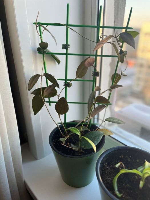 Комнатные цветы _