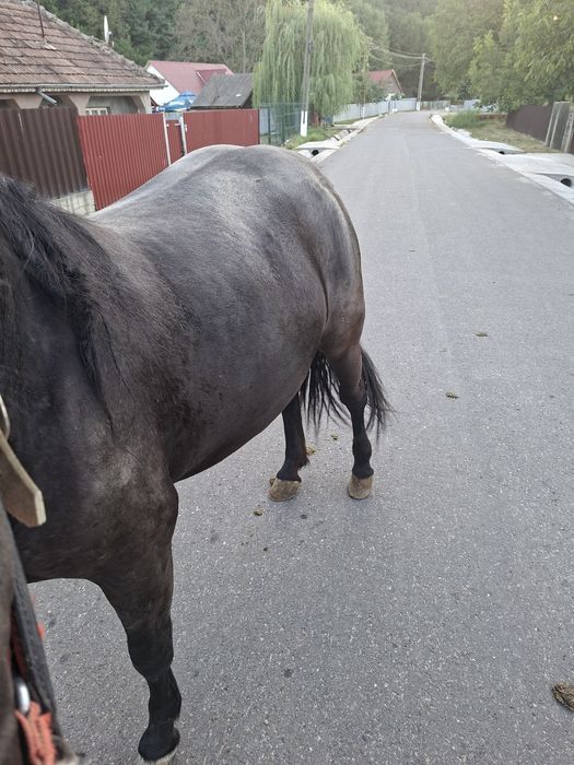 Manz semigreu de 2 ani