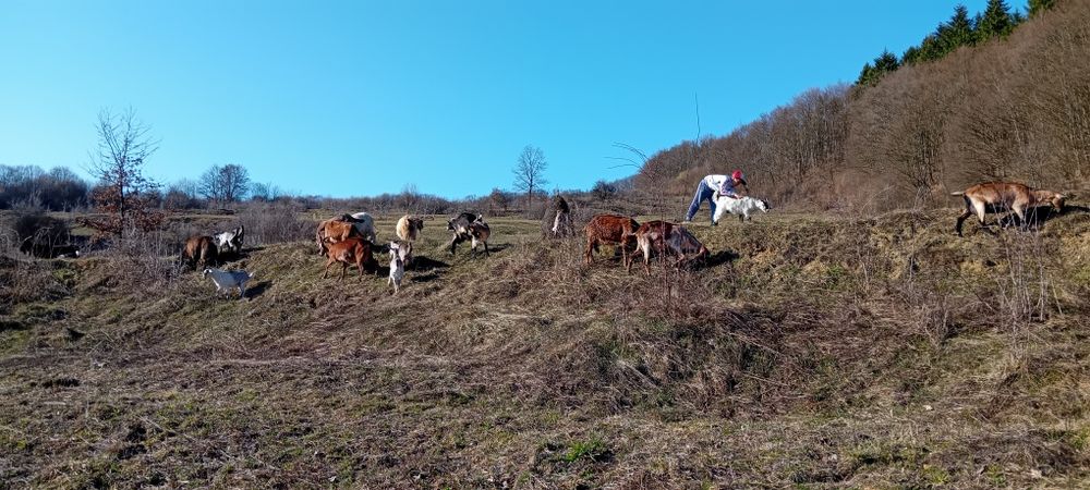 Căprițe și ieduțe de vânzare