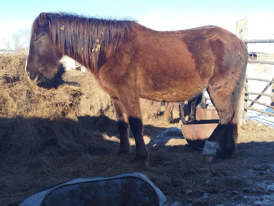 Продам жеребую кобылу