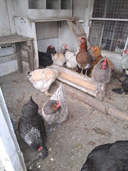 Gaini diferite rase, cocosi albi,cocosi Brahma,oua