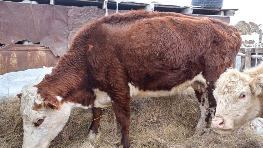 Сиыр мен қашарлар сатылады, жағдайы жақсы.