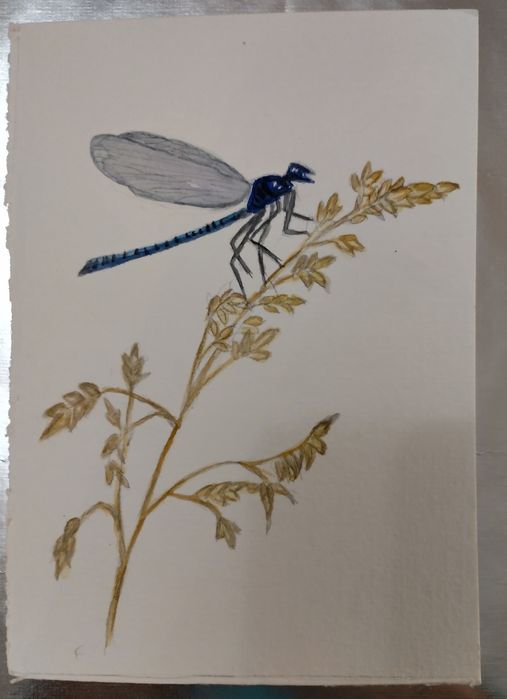 Ilustrații pictate in acuarelă