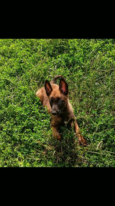 Ciobănesc Belgian Malinois