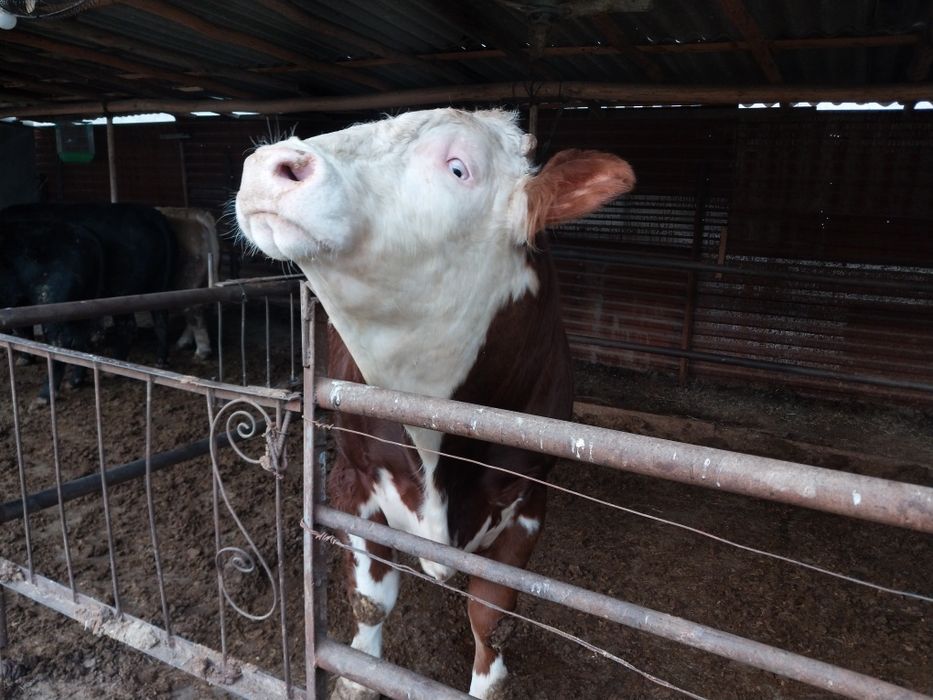 Qoramol sotiladi buqalar Сментал/Ангус/Авликол/