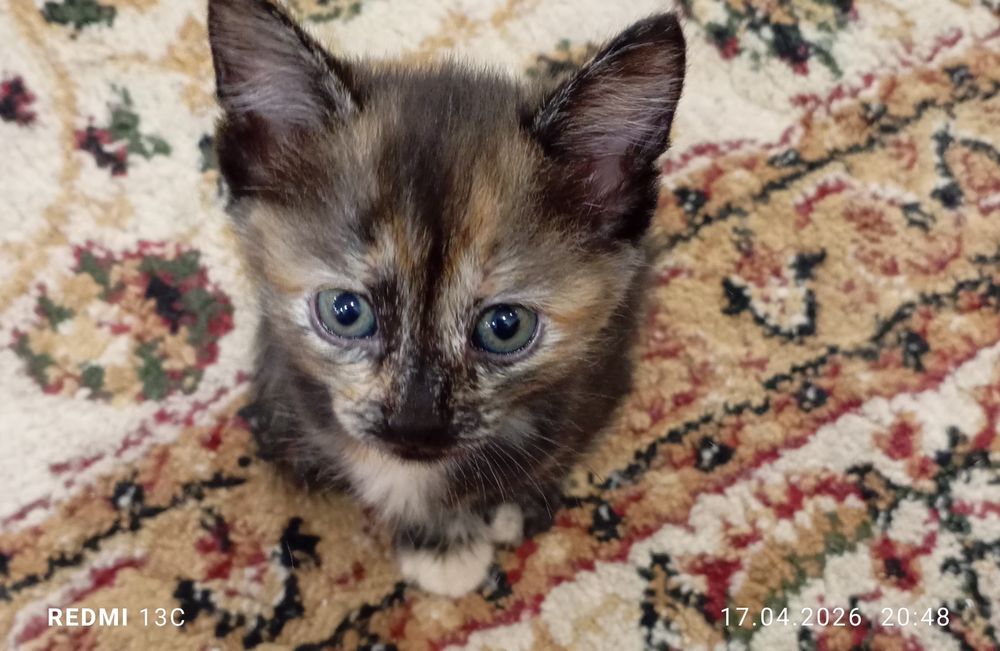 Отдам котят в любящие руки