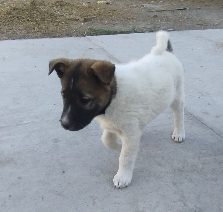 Продаётся щенок породы лайка (девочка)