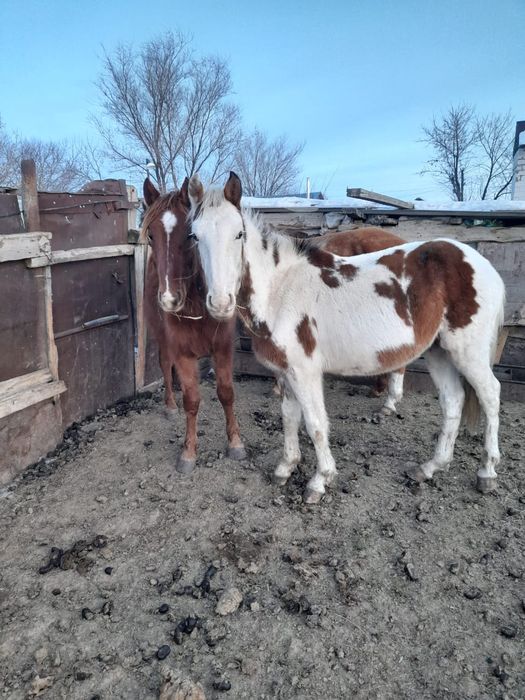 Продам лошадей .