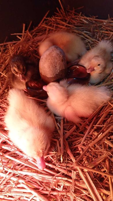 Vand boboci de rata romanesti