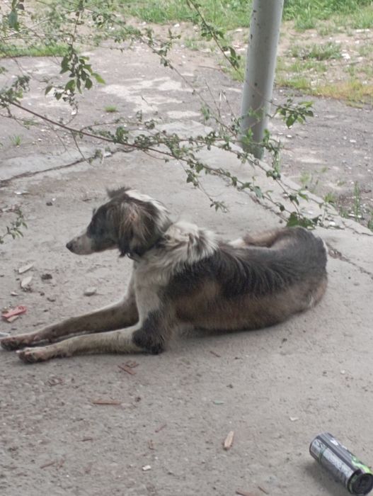 Собака Тазы гончая