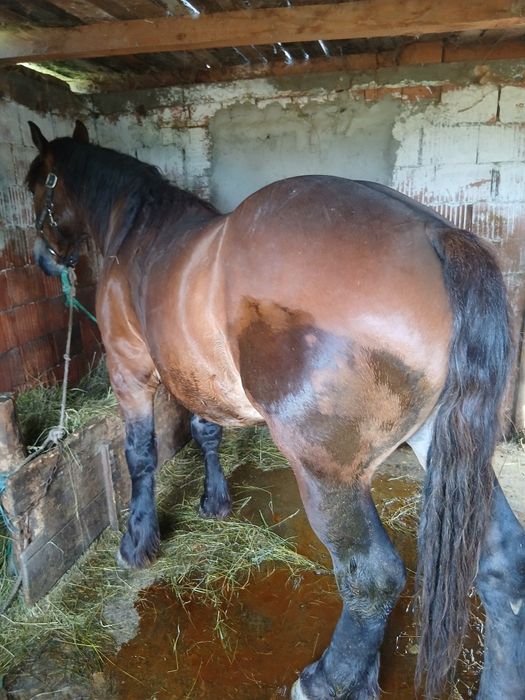 Vand sau schimb manz de 2 ani 165 la 700 kg mai multe detali in privat