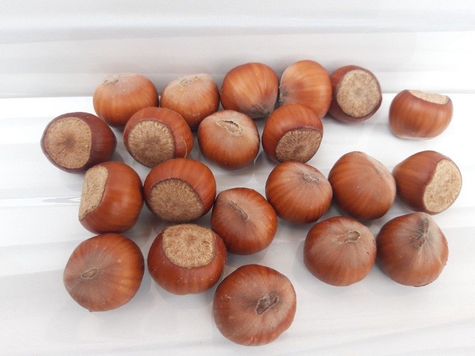 Funduk yong'og'i (фундук е'нгоги) ko'chatlari sotiladi,1 yoshdan 4 yos