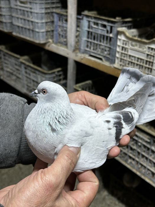 Продам голубей «Такла»