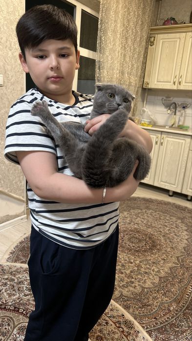 Породистая шатлантская вислоухая  кошка приученная