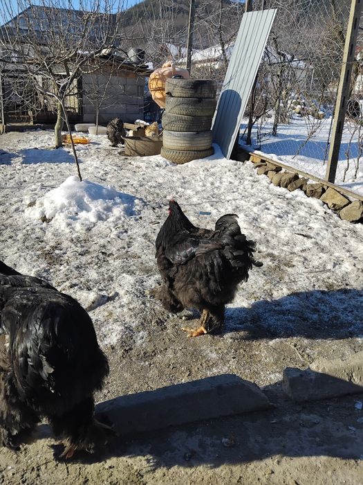 Vand pasari cocoși  brahma porțelan cochinchina  urias bobat