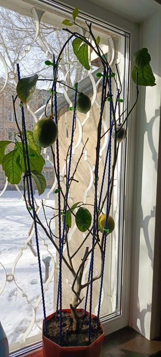 Плодоносящий лимон