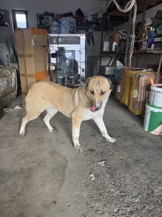 Отдам в добрые руки