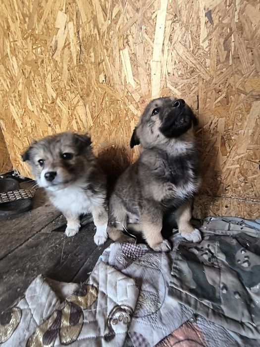 Отдам щенков в добрые руки