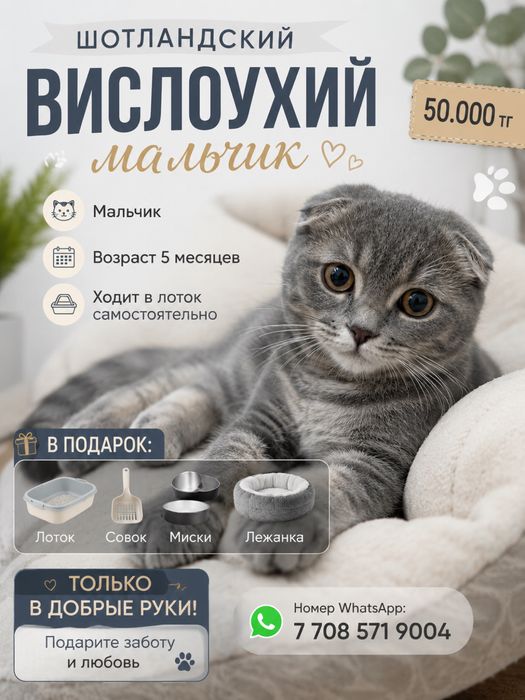 Шотландский веслоухий