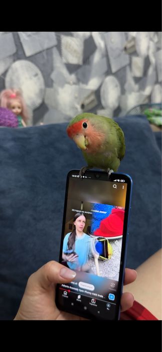 Продам два неразлучника.