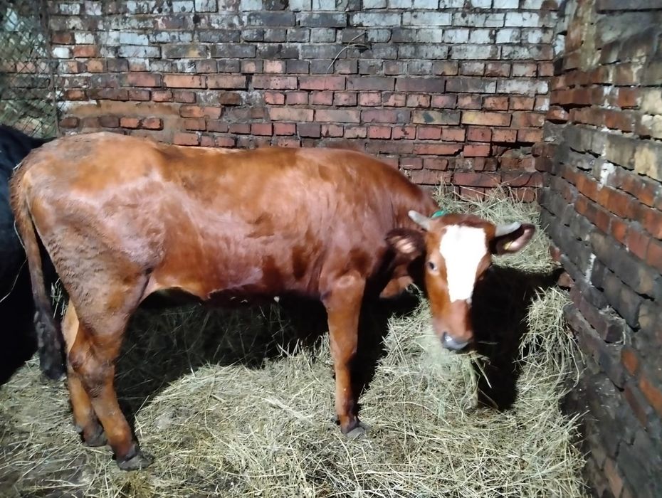 Продам молодняк село Якорь