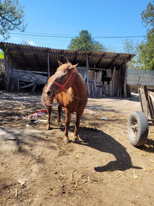 Iapă de vânzare în Dolj