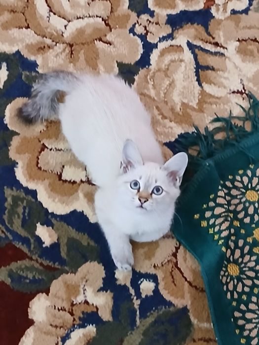 Котёнок продам только добрым рукамрукам