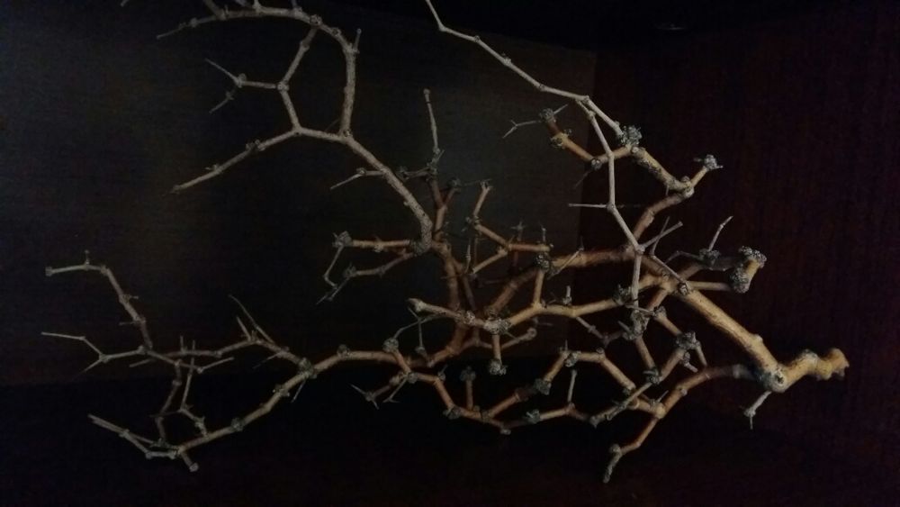 Сухоцветы степные