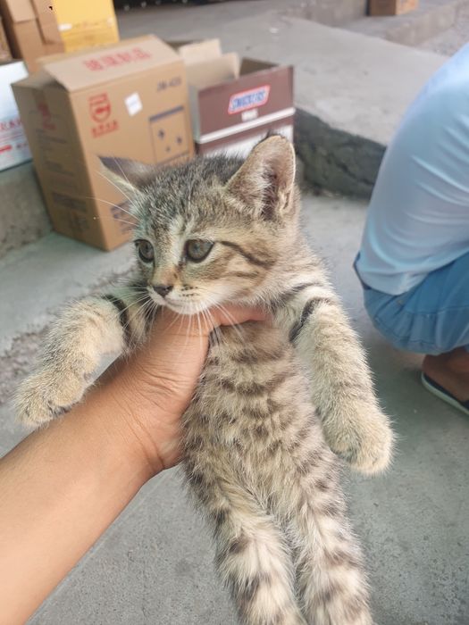 Скотиш  страйт мушук