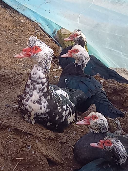 Индауткалар сотилади