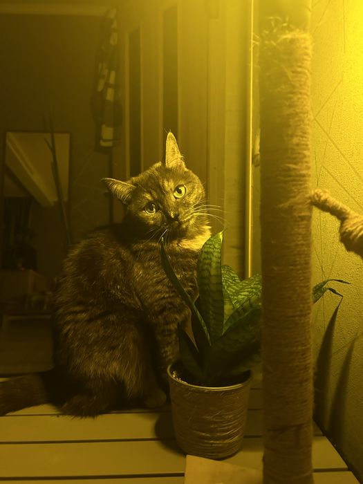 Потерялась кошечка