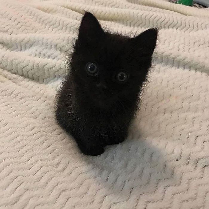 Отдам котенка в добрые руки