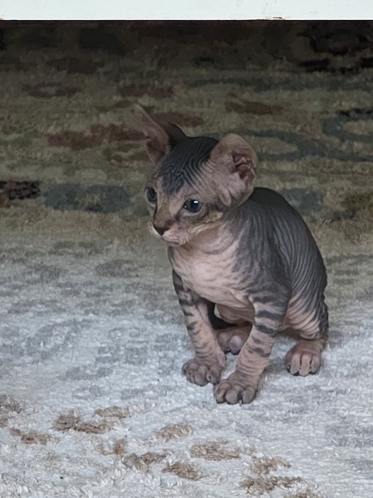 Котята сфинксы канадские