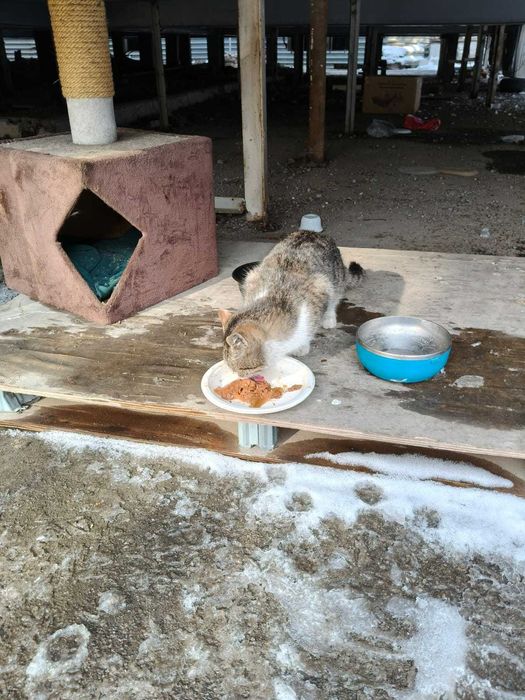 ищем для котика новых хозяев