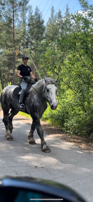 Продам шикарного Першерона