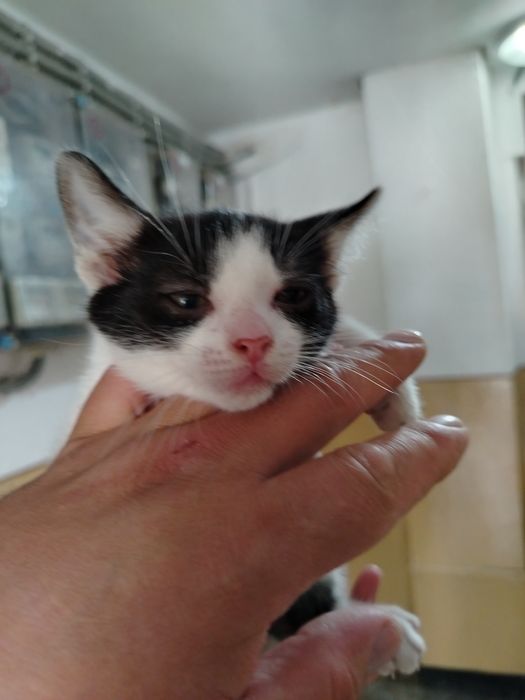 Adopție pisoias!!!