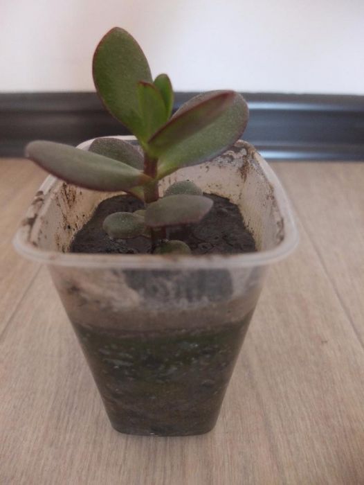 Денежное дерево (толстянка)