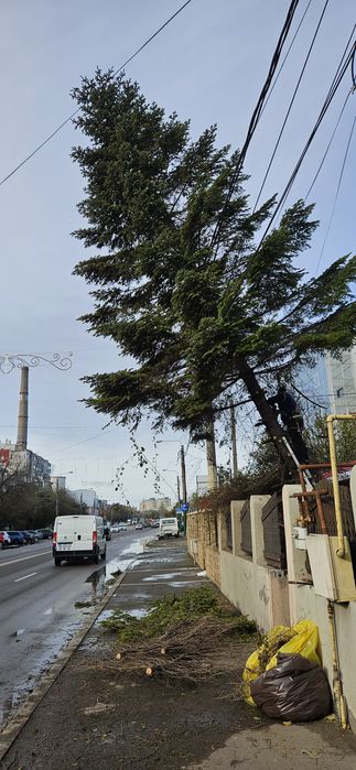 Intervenții non-stop de toaletare copaci cu alpinisti