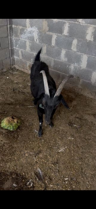 Ешкі / коза срочно продается