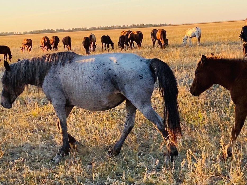 Жеребая Кобыла с Жеребенком Торг есть