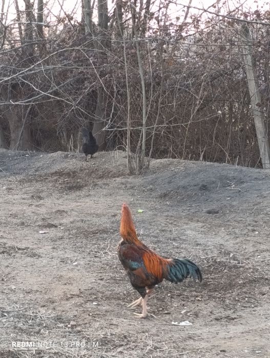 Редми 13 про 256 гб