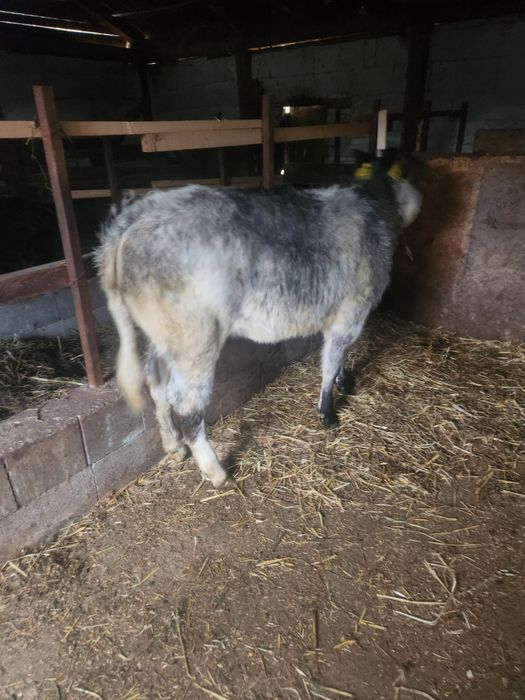 Vând vitea belgiana