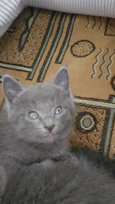 Отдам котят в хорошие руки