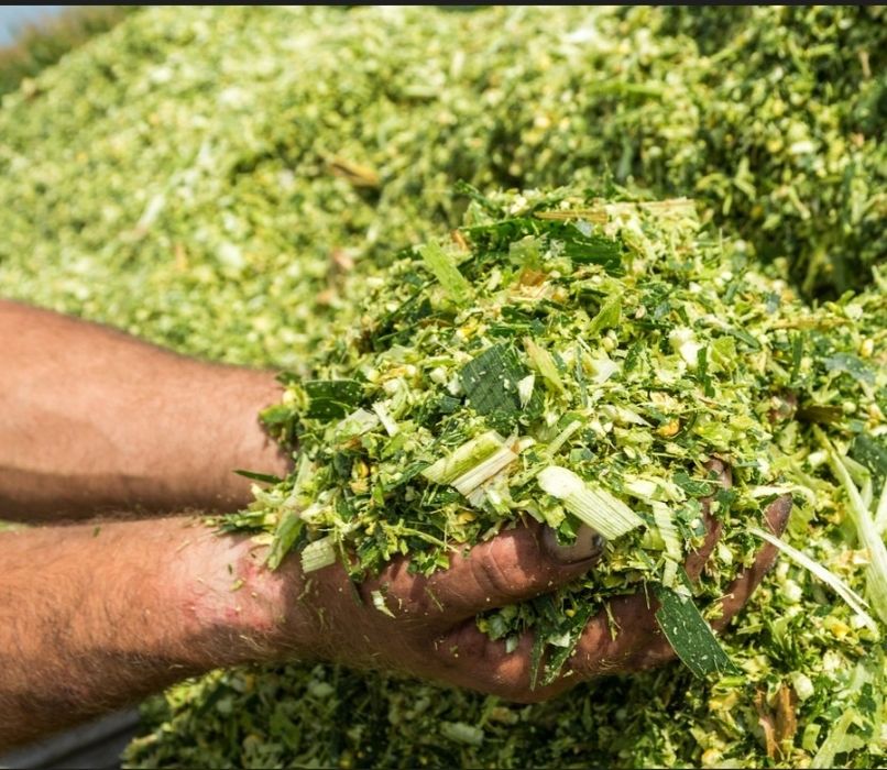 Продам силос не дорого