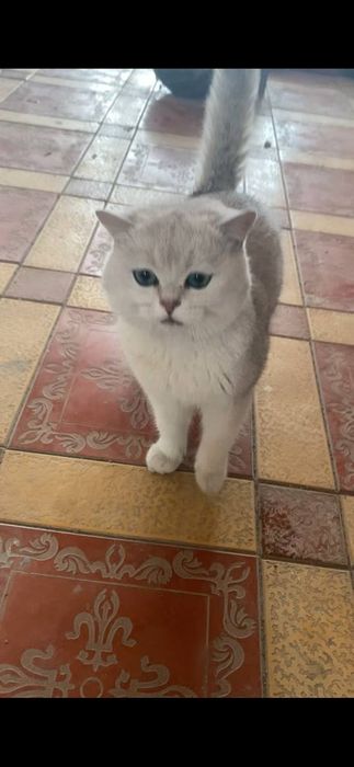 Britan Mushuk sotiladi 60$