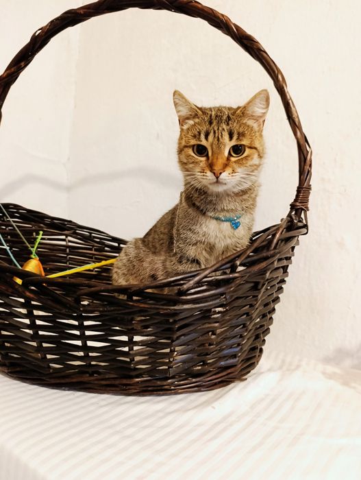 Кошка котенок в добрые руки