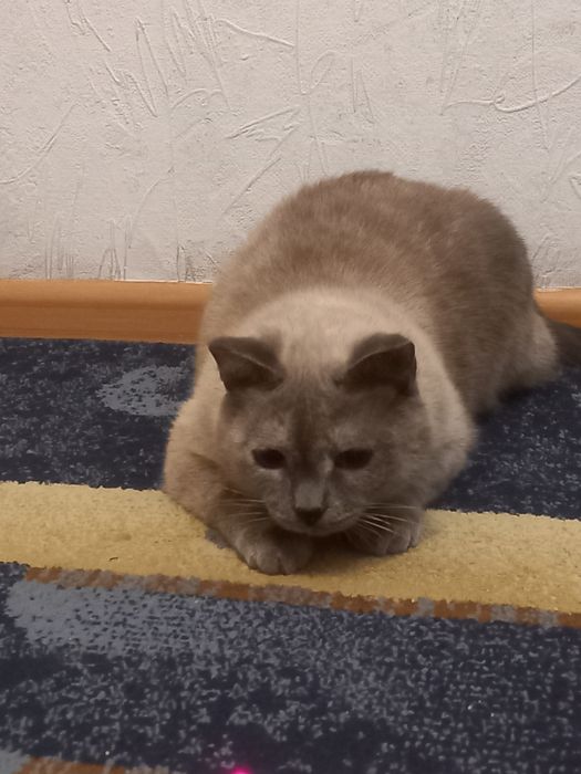 Кошка стерилизованная