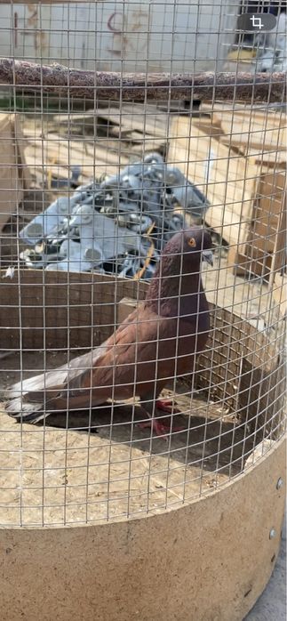 Голуби Широко хвостые