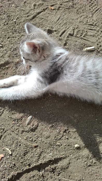 Котёнок ищет дом